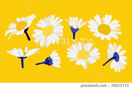 Vector chamomile on a yellow background. Decorative flower illustration in hand drawing style. 76015715