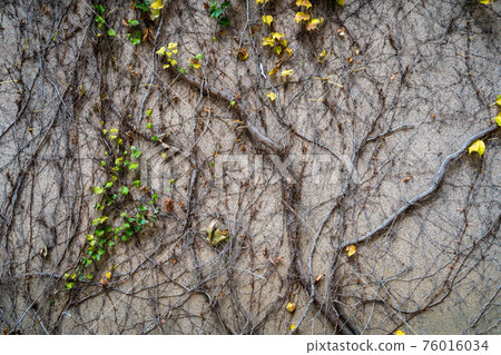 Old grunge wall with cracks. Dry ivy wraps around the fence 76016034
