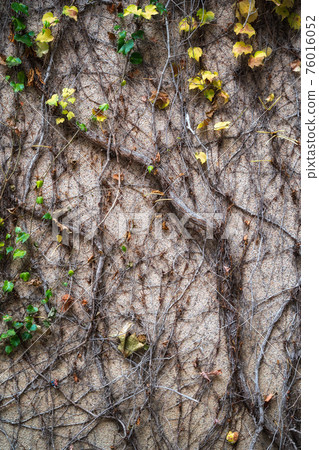 Old grunge wall with cracks. Dry ivy wraps around the fence 76016052
