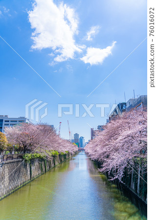 日本的春天 東京中目黑站附近 目黑川上的一排櫻花樹 日本的春天 東京中目黑站附近 目黑川上的一排櫻花樹 76016072