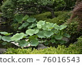 Lotus leaf 76016543