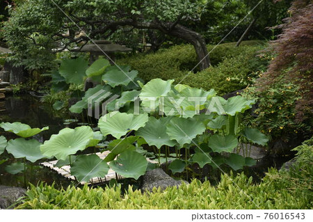Lotus leaf Lotus leaf 76016543