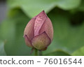 Bud of lotus 76016544