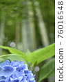 Hydrangea in the rainy season 76016548