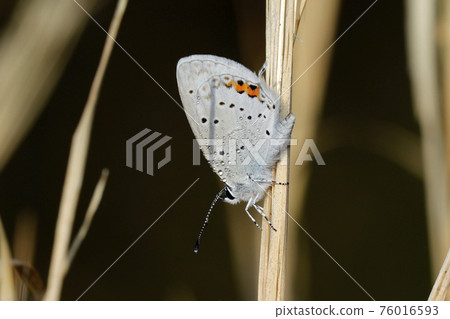 Swallowfish 76016593