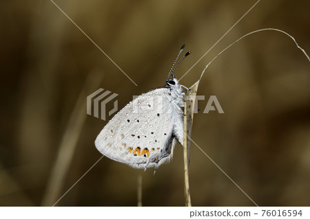 短尾藍色 短尾藍色 76016594