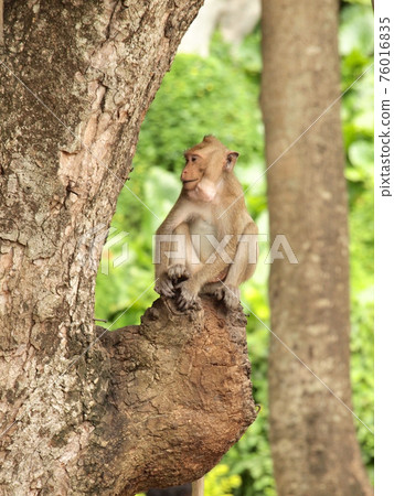 monkey is sitting on the tree 76016835