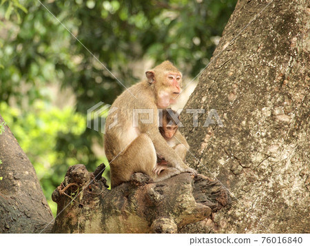 monkey is sitting on the tree 76016840