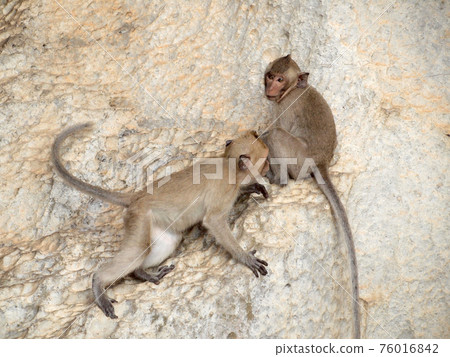 monkey is sitting on the stone monkey is sitting on the stone 76016842
