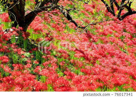 Mineyamaji的群集孤挺花 Mineyamaji的群集孤挺花 76017341
