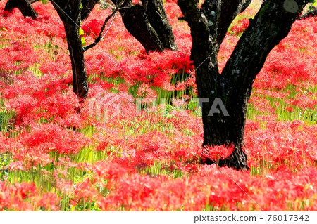 Mineyamaji的群集孤挺花 Mineyamaji的群集孤挺花 76017342