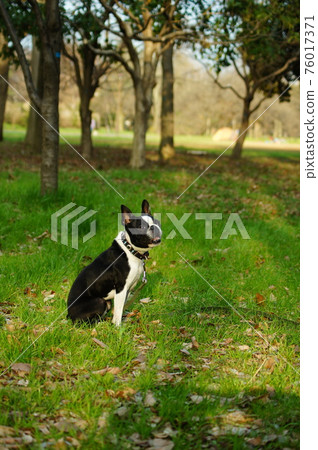 Dog that sits in Dog that sits in 76017371