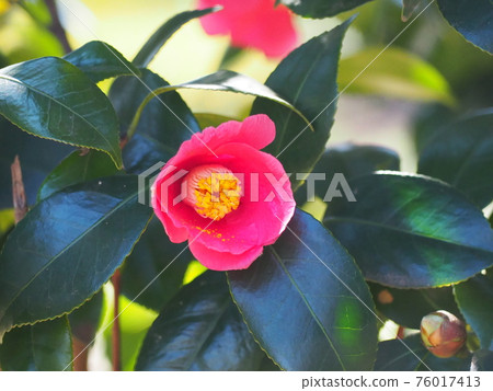 Camellia 76017413