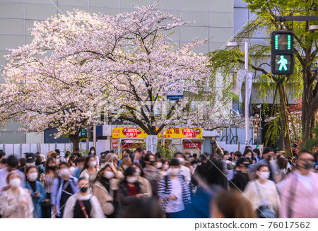 日本東京的街景已經被提升了,但很多人已經在那裡了……櫻花盛開。空飄飄3密避...=3月29日澀谷 日本東京的街景已經被提升了,但很多人已經在那裡了……櫻花盛開。空飄飄3密避...=3月29日澀谷 76017562