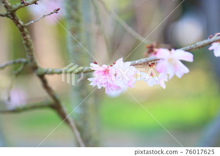鮮花 76017625