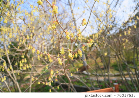 Corylopsis spicum flower 76017633