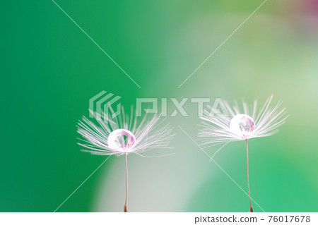 Dandelion fluff with water droplets on a green background stands out Dandelion fluff with water droplets on a green background stands out 76017678