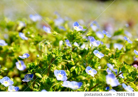 鈷藍“星眼” 76017688