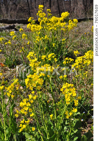 黃色油菜花 76017689
