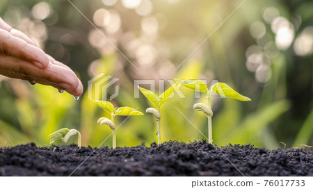 Growing crops on fertile soil and watering plants, including showing stages of plant growth, cropping concepts and investments for farmers. Growing crops on fertile soil and watering plants, including showing stages of plant growth, cropping concepts and investments for farmers. 76017733