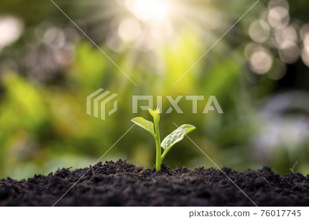 Small trees that grow and grow on the ground, including morning sun, the concept of plant growth and investment for agriculture. 76017745