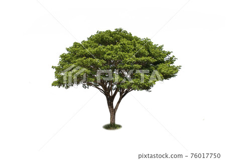 East Indian walnut tree, green rain tree or monkey pod on a white background with the clipping path. 76017750