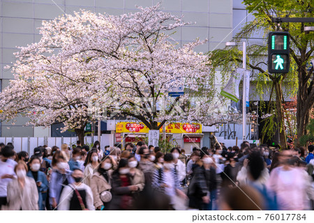 日本東京的街景已經被提升了，但很多人已經在那裡了……櫻花盛開。空飄飄3密避...=3月29日澀谷 76017784