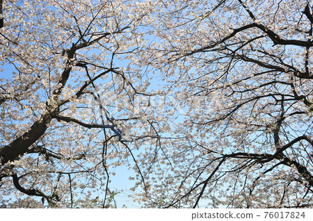 Cherry blossoms in full bloom in the blue sky Cherry blossoms in full bloom against the blue sky Cherry blossoms in full bloom in the blue sky Cherry blossoms in full bloom against the blue sky 76017824