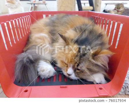 Sleeping cat 76017934