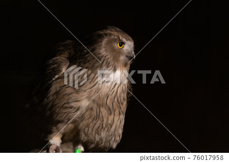 林神誌摩貓頭鷹 林神誌摩貓頭鷹 76017958