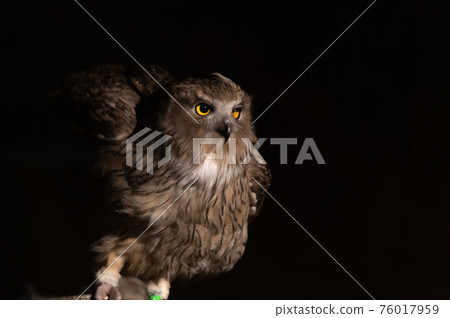 林神誌摩貓頭鷹 76017959