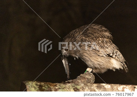 林神誌摩貓頭鷹 林神誌摩貓頭鷹 76017967