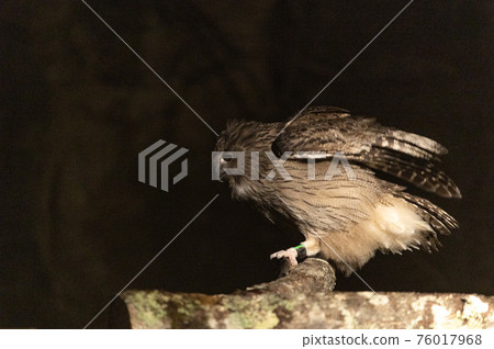 林神誌摩貓頭鷹 76017968