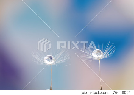 涼爽的彩色背景輕輕地營造出帶有水滴的蒲公英絨毛。 76018005