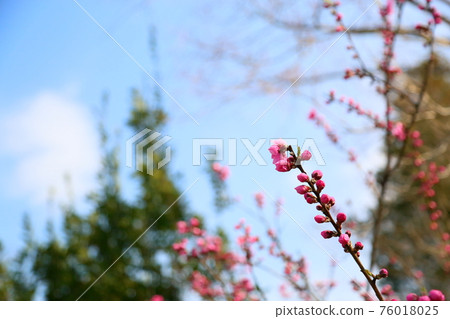 Hanamomo buds Hanamomo buds 76018025