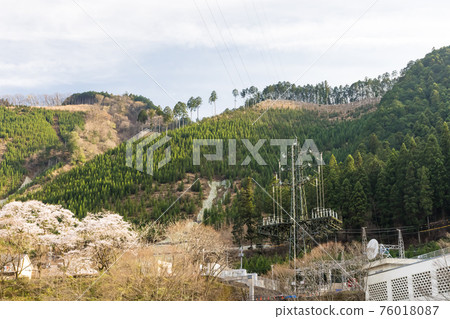 (Tokyo-Landscape) Sakura scenery in Mitake Gorge 10 (Tokyo-Landscape) Sakura scenery in Mitake Gorge 10 76018087