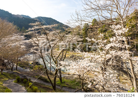 (東京-風景)三岳園的藍天和櫻花 (東京-風景)三岳園的藍天和櫻花 76018124