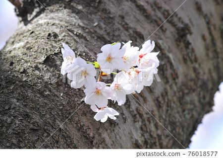 Cute small cherry blossoms blooming on the trunk (gray background) Small cherry blossoms that feel vitality 76018577