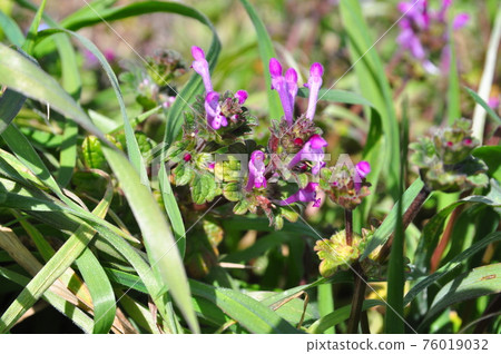 Magenta lip-shaped flower Buddha's seat Magenta lip-shaped flower Buddha's seat 76019032