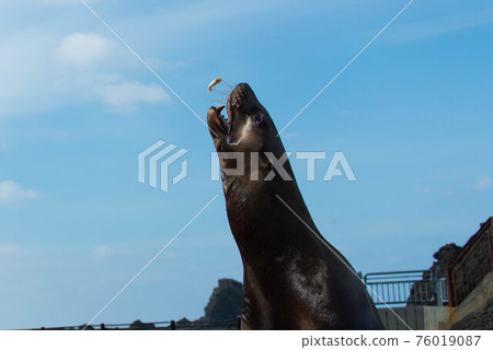 Steller海獅獲取食物 Steller海獅獲取食物 76019087