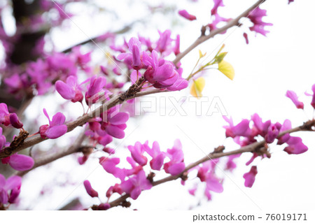 Cercis chinensis flowering branch tip white background 76019171