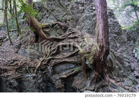 岩壁裸樹根（志賀瀑布）/縣立黑山自然公園（埼玉縣諸山町） 76019179
