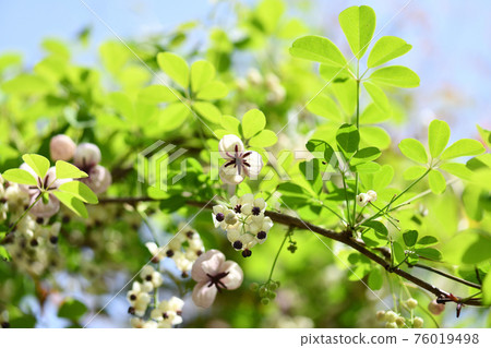 Refreshing akebi flower 76019498