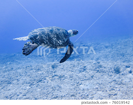 Sea turtle swimming over the bottom of the Indian Ocean Sea turtle swimming over the bottom of the Indian Ocean 76019542