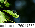 Damselfly and green 76019732