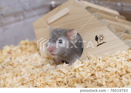 [Small animals] Long-haired golden hamster [Pets] 76019783