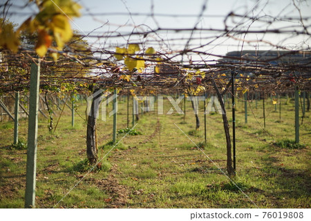 住宅區的果園 住宅區的果園 76019808