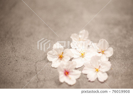 Cherry petals Cherry petals 76019908