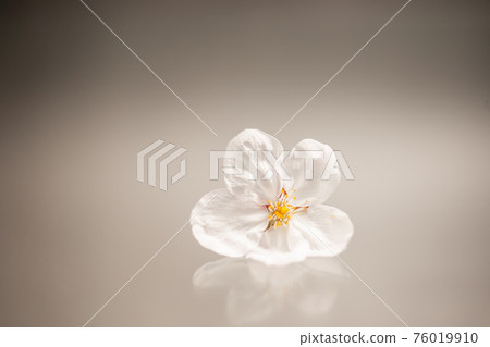 櫻桃花瓣 櫻桃花瓣 76019910