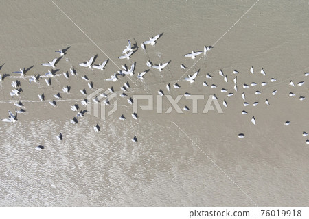 海鷗鳥瞰圖 海鷗鳥瞰圖 76019918